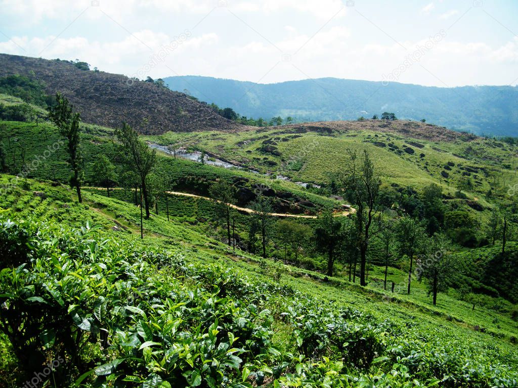 Green tea plantation in Asia. 