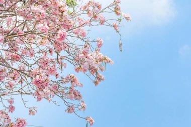 Tabebuia rosea ağaçlar veya kopya alanı ile çiçeklenme pembe trompet