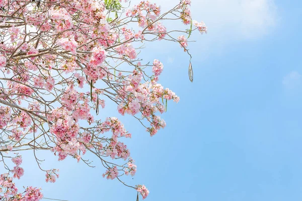 stock image Tabebuia rosea trees or Pink trumpet blooming with copy space