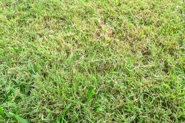 Zemin açık dokulu arka plan üzerinde Yeşil çim — Stok fotoğraf