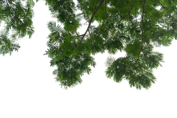 Vista de ángulo bajo en la parte superior del árbol sobre fondo blanco — Foto de Stock