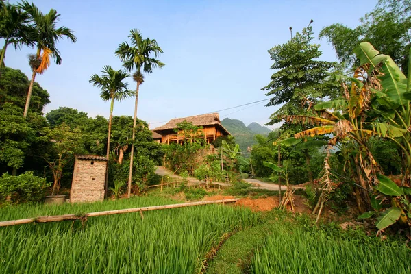 Рисові Поля Будинок Єтнамі — стокове фото
