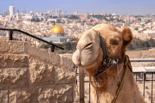 Wielbłąd Przed Kopuły Skały Jerozolimie Izrael — Zdjęcie stockowe