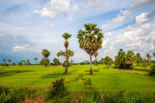 Paisaje rural asiático con palmeras y arrozales. — Foto de Stock