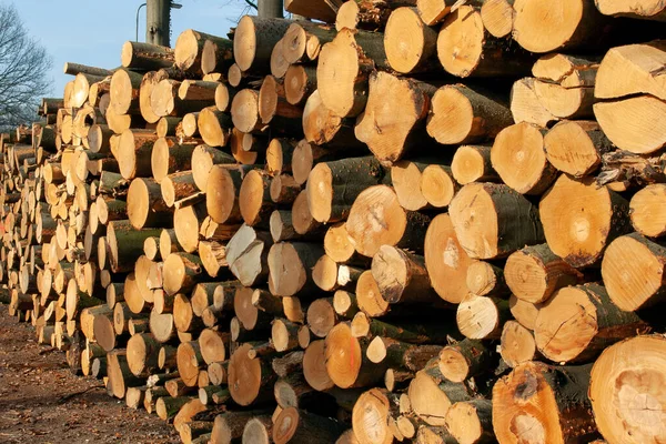 Gehakte boom zich aanmeldt op een houtstapel voor de houtverwerkende industrie — Stockfoto