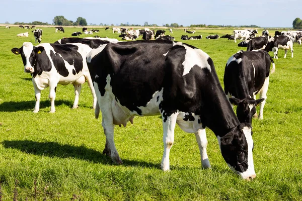 Czarno-białych krów na pola uprawne — Zdjęcie stockowe