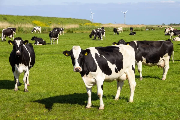 Černé a bílé krávy na zemědělské půdě — Stock fotografie