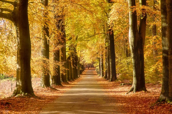 Солнце Светит Сквозь Деревья Лесу Опавшими Листьями Дорожке Осенью — стоковое фото