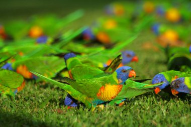 Rainbow Lorikeets birds in the grass clipart