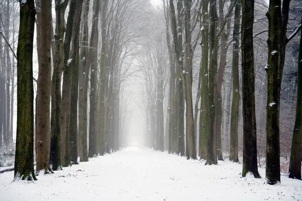 Forest Cloudy Winter Day — Stock Photo, Image