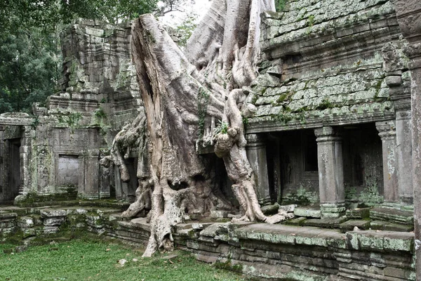 Angkor Wat Temple Complexe Avec Des Arbres Envahissant Les Ruines — Photo