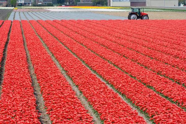 Tulipanes Rojos Una Granja Tulipanes Holanda — Foto de Stock