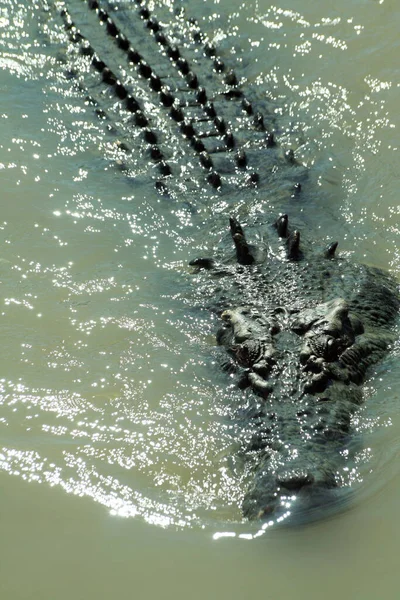 Crocodile Eau Salée Dans Rivière Adélaïde Territoire Nord Australie — Photo