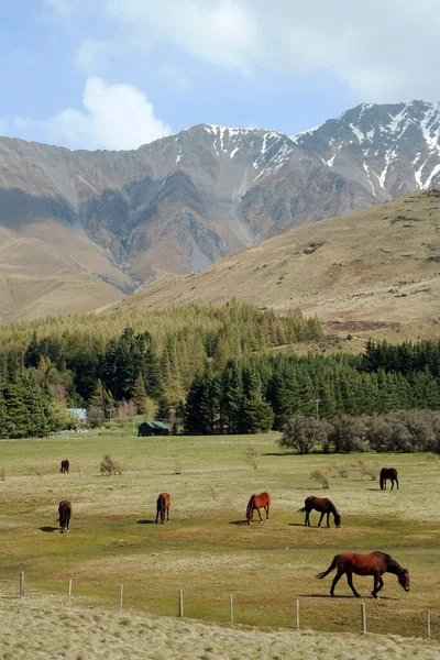 Caballos Montañas Nueva Zelanda —  Fotos de Stock