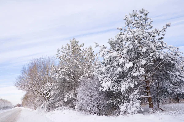 Met Sneeuw Bedekte Bomen Nederland — Stockfoto