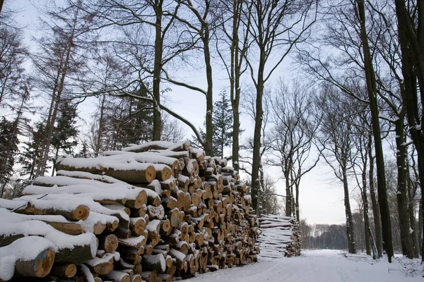 Hromada Klád Lese Během Zimy — Stock fotografie