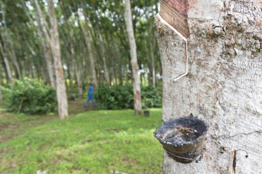 Lateks Ham kauçuk ağacından çıkarılan.