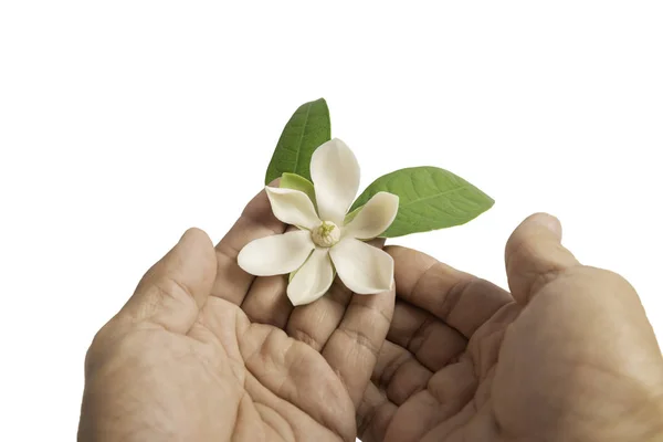 White magnolia flower on isolated background.