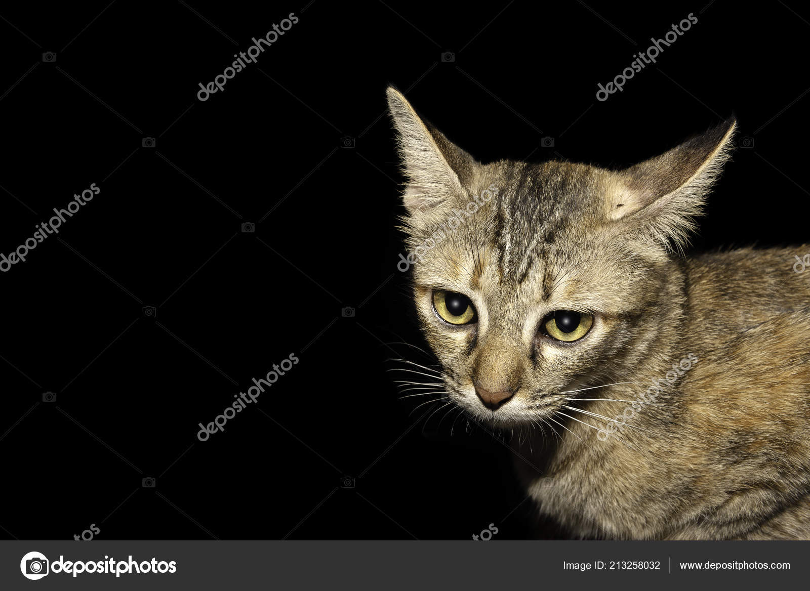Gros Plan Beau Chat Thai Gros Yeux Animal Compagnie Avec Image Libre De Droit Par Suwanb C