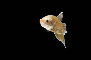 Siyam mücadele balık Pla-kad Tay izole siyah siyah arka plan