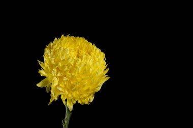 İzole siyah arka plan üzerine güzel sarı kasımpatı çiçeği kapatın.