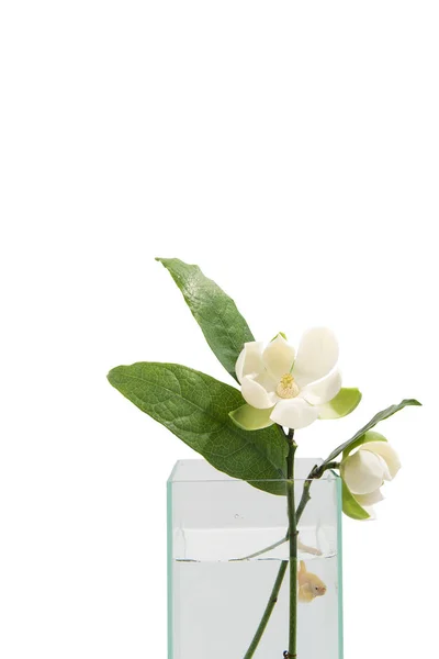 White Magnolia Flower Green Leaf Glass Vase Isolated White Background — Stock Photo, Image