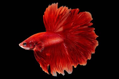 Kırmızı daha iyi Siyam mücadele balık, Betta splendens 