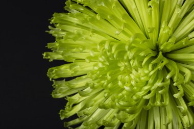 İzole siyah backg yeşil Kasımpatı veya örümcek anne çiçek