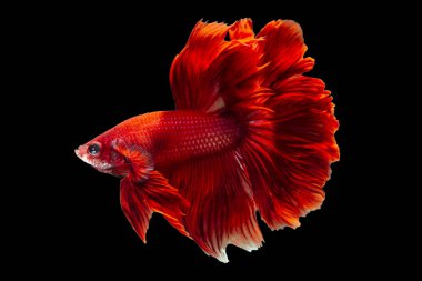 Kırmızı daha iyi Siyam mücadele balık, Betta splendens 