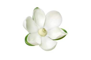 Beyaz Manolya çiçek ve ahşap masa üzerinde yeşil yaprak.