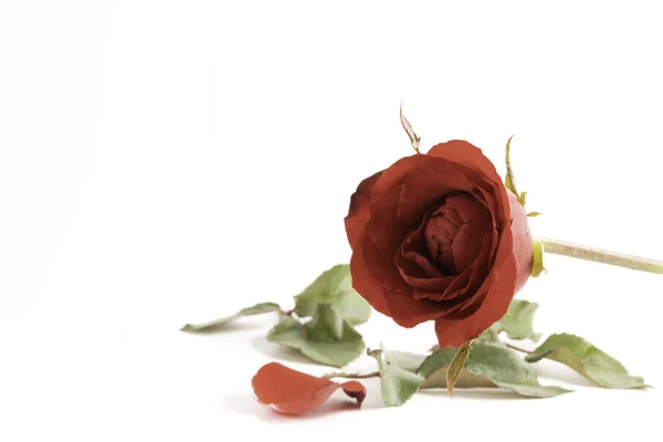 白い背景に孤立した赤いバラの花. — ストック写真