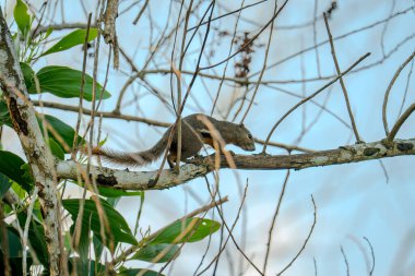 Bir ağaç dalında Plantain Squirrel (Callosciurus notatus). Sincap, doğal bir ormanda bir ağaç dalına çarpıyor. Vahşi yaşam