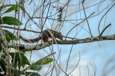 Bir ağaç dalında Plantain Squirrel (Callosciurus notatus). Sincap, doğal bir ormanda bir ağaç dalına çarpıyor. Vahşi yaşam