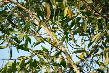 Iora (Aegithina tiphia), yemyeşil yapraklı bir ağaç dalına tünemiştir. Sarı tüylü kuş ve siyah kanatlı beyaz çubuklu kuş.