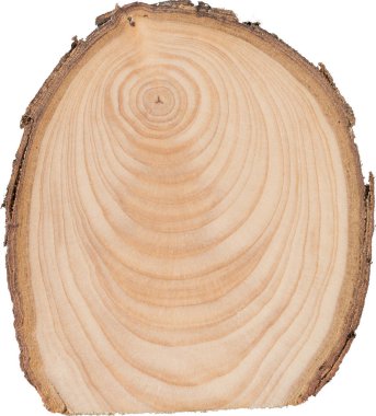 Ardıç çekirdek makro