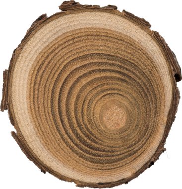 Sandal ağacı temel makro