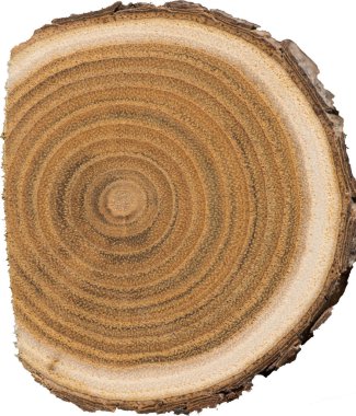 Sandal ağacı temel makro