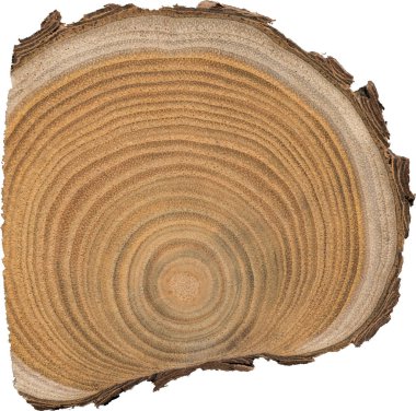 Sandal ağacı temel makro