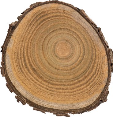 Sandal ağacı temel makro