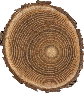 Sandal ağacı temel makro