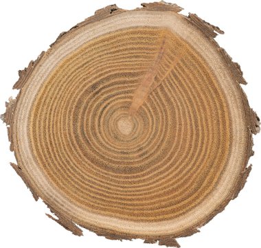 Sandal ağacı temel makro