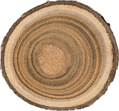 Sandal ağacı temel makro