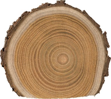 Sandal ağacı temel makro