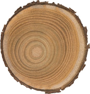 Sandal ağacı temel makro