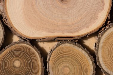 Ardıç çekirdek makro