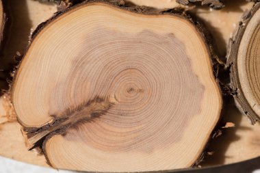 Ardıç çekirdek makro