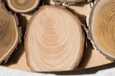 Ardıç çekirdek makro