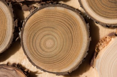 Sandal ağacı temel makro