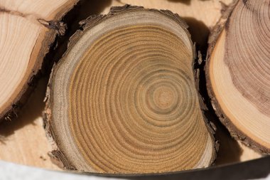 Sandal ağacı temel makro