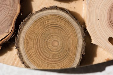 Sandal ağacı temel makro